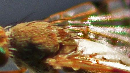 Tephritis cometa